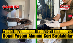 Yaban Hayvanlarının Tedavileri Tamamlayıp, Doğal Yaşam Alanına Geri Bırakıldılar