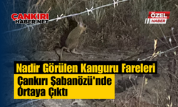 Nadir Görülen Kanguru Fareleri Çankırı Şabanözü'nde Ortaya Çıktı