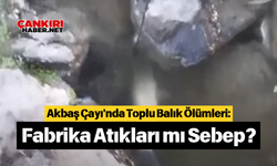 Akbaş Çayı'nda Toplu Balık Ölümleri: Fabrika Atıkları mı Sebep?