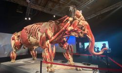 Body Worlds: Gerçek Hayvanların Anatomi Sergisi İstanbul’da