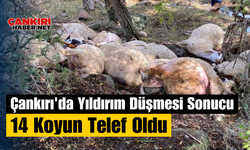 Çankırı'da Yıldırım Düşmesi Sonucu 14 Koyun Telef Oldu