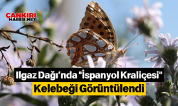 Ilgaz Dağı’nda "İspanyol Kraliçesi" Kelebeği Görüntülendi