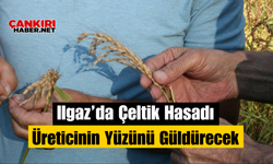 Ilgaz’da Çeltik Hasadı Üreticinin Yüzünü Güldürecek