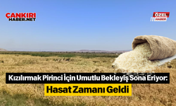 Kızılırmak Pirinci İçin Umutlu Bekleyiş Sona Eriyor: Hasat Zamanı Geldi