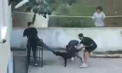 Maltepe'de Tasmasız Pitbull Gence Saldırdı, Vatandaşlar Yardıma Koştu