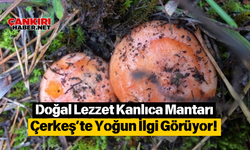 Doğal Lezzet Kanlıca Mantarı Çerkeş’te Yoğun İlgi Görüyor!