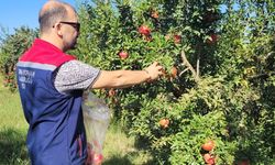 Efeler'de Nar Ürünleri İçin Hasat Öncesi Numune Alım Çalışmaları Başladı