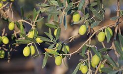 Zeytin Hasat Geleneği Altınova’da Coşkuyla Sürüyor!