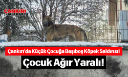 Çankırı'da Küçük Çocuğa Başıboş Köpek Saldırısı! Çocuk Ağır Yaralı!