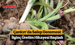 Çankırı’da Salep Denemesi: İlginç Üretim Hikayesi Başladı