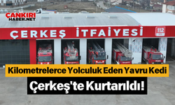 Kilometrelerce Yolculuk Eden Yavru Kedi Çerkeş'te Kurtarıldı!