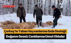 Çerkeş’te Yaban Hayvanlarına Gıda Desteği: Doğanın Sessiz Canlılarına Umut Oldular