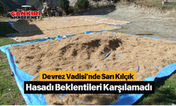 Devrez Vadisi’nde Sarı Kılçık Hasadı Beklentileri Karşılamadı