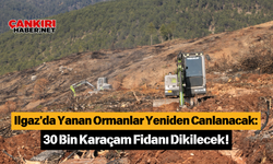 Ilgaz'da Yanan Ormanlar Yeniden Canlanacak 30 Bin Karaçam Fidanı Dikilecek!