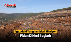 Ilgaz'daki Yangının İzleri Siliniyor: Fidan Dikimi Başladı