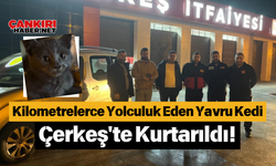 Kilometrelerce Yolculuk Eden Yavru Kedi Çerkeş'te Kurtarıldı!