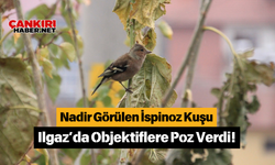 Nadir Görülen İspinoz Kuşu Ilgaz’da Objektiflere Poz Verdi!