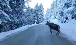 Bolu’da Kızıl Geyik, Abant Gölü Yolu Üzerinde Görüntülendi