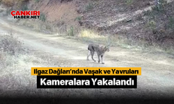 Ilgaz Dağları’nda Vaşak ve Yavruları Kameralara Yakalandı