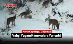 Karla Kaplı Ilgaz Dağı’nda Vahşi Yaşam Kameralara Yansıdı!