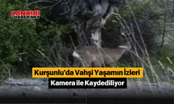 Kurşunlu'da Vahşi Yaşamın İzleri Kamera ile Kaydediliyor