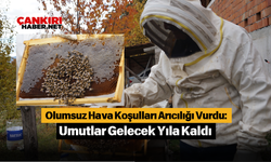 Olumsuz Hava Koşulları Arıcılığı Vurdu: Umutlar Gelecek Yıla Kaldı