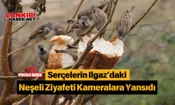 Serçelerin Ilgaz’daki Neşeli Ziyafeti Kameralara Yansıdı