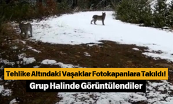 Tehlike Altındaki Vaşaklar Fotokapanlara Takıldı! Grup Halinde Görüntülendiler