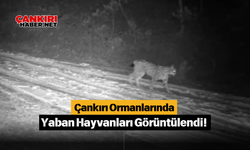 Çankırı Ormanlarında Yaban Hayvanları Görüntülendi!