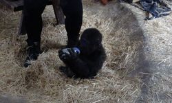 İstanbul Havalimanı'nda bulunan goril yavrusuna 'Zeytin' ismi verildi