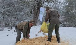 Kastamonu'da Yaban Hayvanlarına Kışın Destek: Yemleme Çalışmaları Başladı