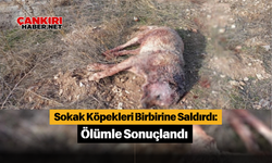 Sokak Köpekleri Birbirine Saldırdı: Ölümle Sonuçlandı