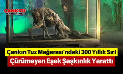 Çankırı Tuz Mağarası’ndaki 300 Yıllık Sır! Çürümeyen Eşek Şaşkınlık Yarattı