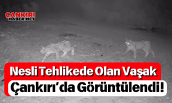 Nesli Tehlikede Olan Vaşak Çankırı’da Görüntülendi!