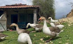 Almanya’dan Kars’a dönüş: Kaz tüyüyle dev üretim başlattı!