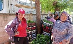Bağlarda Mesai Başladı Sarıgöl’de Yaprak Toplama Sezonu Bereketle Açıldı
