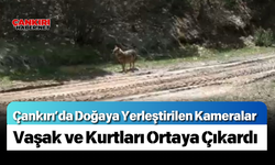 Çankırı’da Doğaya Yerleştirilen Kameralar Vaşak ve Kurtları Ortaya Çıkardı