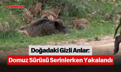 Doğadaki Gizli Anlar: Domuz Sürüsü Serinlerken Yakalandı