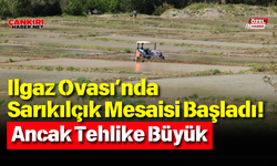 Ilgaz Ovası’nda Sarıkılçık Mesaisi Başladı! Ancak Tehlike Büyük