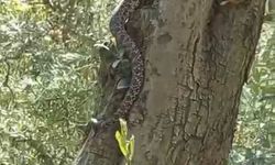 İznik'te Gözlere İnanılmaz Manzara: Ağaçta Dev Yılan