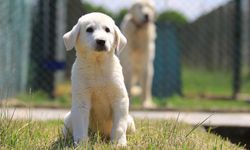 Karacabey’de Dünyaca Ünlü Kangal ve Akbaş Yavruları 17 Bin 400 Liradan Satılıyor