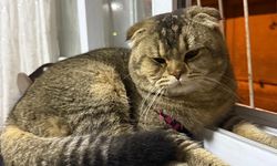 Kedi Kayboldu, Aile Dağılma Noktasında: Görene Ödül Var