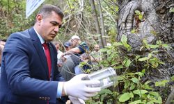 Kestane Ormanlarında Sessiz Tehlike! Çözüm Biyolojik Mücadelede Aranıyor