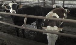Kurban Bayramı Öncesi Kritik Çağrı: "Yem Fabrikaları Denetlensin!"