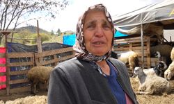 Kurtlar 24 Koyunu Telef Etti: "Hepsi Evladım Gibiydi"