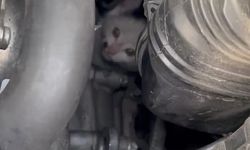 Motor Bölümüne Sıkışan Yavru Kediyi İtfaiye Kurtardı