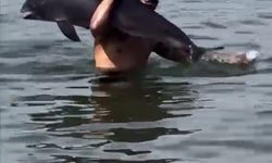 Mudanya Sahili’nde Şaşırtan Anlar: Ölü Yunusu Sırtında Taşıdı!