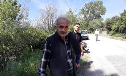 Mudurnu’da Yavru Karaca Trafik Kazasında Hayatını Kaybetti