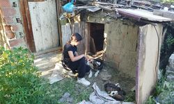 Sokak Köpeği ve 13 Yavrusuna Küçük Yüreklerden Büyük Merhamet