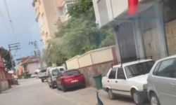 Sokak Ortasında Tavus Kuşu! Sürücü Şaşkınlıkla İzledi